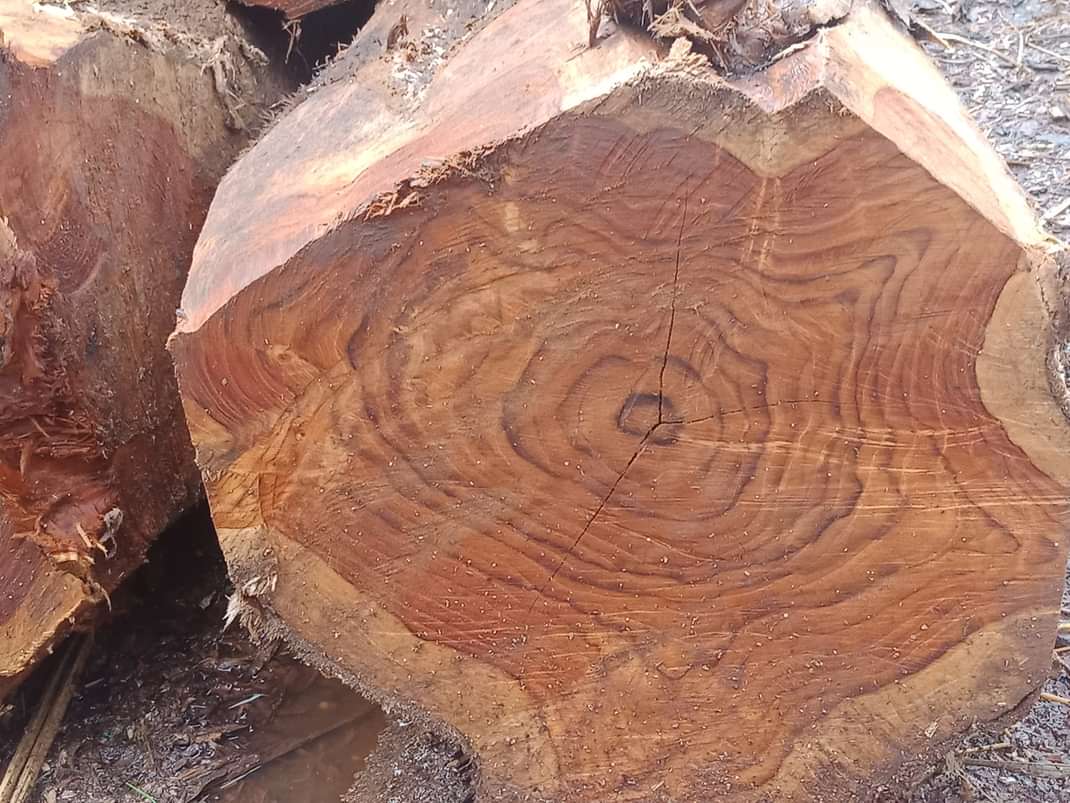 SÀN GỖ TEAK RỪNG TỰ NHIÊN