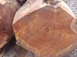 SÀN GỖ TEAK RỪNG TỰ NHIÊN